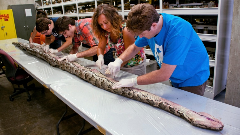 In this Aug. 10, 2012 photo provided by the University of Florida, Florida Museum of Natural History researchers, from left, Rebecca Reichart, Leroy Nunez, Nicholas Coutu, Claudia Grant and Kenneth Krysko examine the internal anatomy of the largest Burmese python found in Florida to date, on the University of Florida campus. (AP / University of Florida, Kristen Grace)