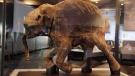 The most complete woolly mammoth specimen ever found is seen on display at the new exhibit called "Mammoths and Mastodons: Titans of the Ice Age" at The Field Museum in Chicago on Tuesday, March 2, 2010.  (AP / M. Spencer Green)