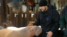 Former Marineland trainer Phil Demers is seen in this undated image.