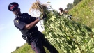 A York Regional Police officer holds one of several hundred marijuana plants found in a corn field near Markham on Thursday, Aug. 16, 2012. (CTV Toronto/Colin D'Mello)