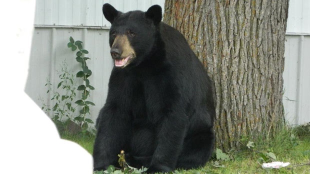 The province is warning residents about increased black bear activity. (file image / Majel Usiski)