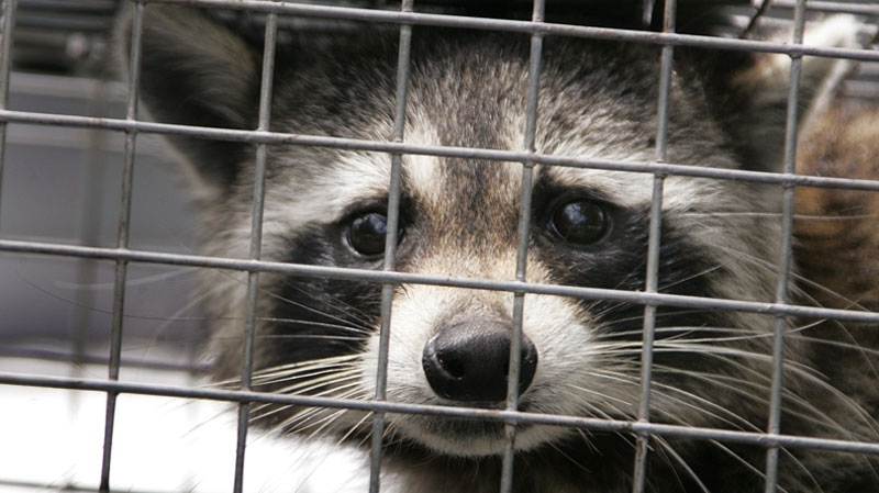A raccoon in a trap after being taken from a Port Orange, Fl., home, Tuesday, May 1, 2012. (AP / Daytona Beach News-Journal, David Tucker)