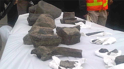 These fossils were displayed by the City of Edmonton following a dinosaur find last week in Quesnell Heights. 