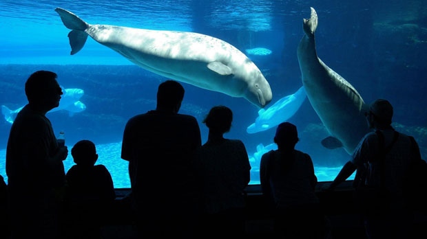 Tourists line up at a viewing area to see two Marineland attractions, a Killer Whale calf swimnming with its mother and a small pod of Beluga Whales in Niagara Falls, Ont. on Wednesday, July 18, 2001. (The Canadian Press/Scott Dunlop)