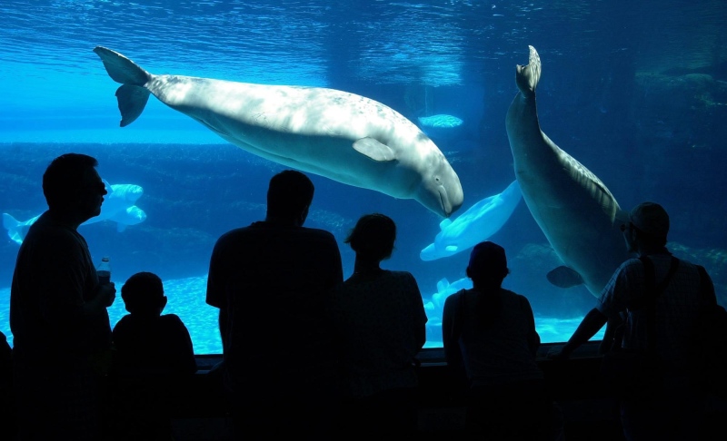 Tourists line up at a viewing area to see two Marineland attractions, a Killer Whale calf swimming with its mother and a small pod of Beluga Whales in Niagara Falls, Ont. on Wednesday July 18, 2001. (Scott Dunlop / THE CANADIAN PRESS)