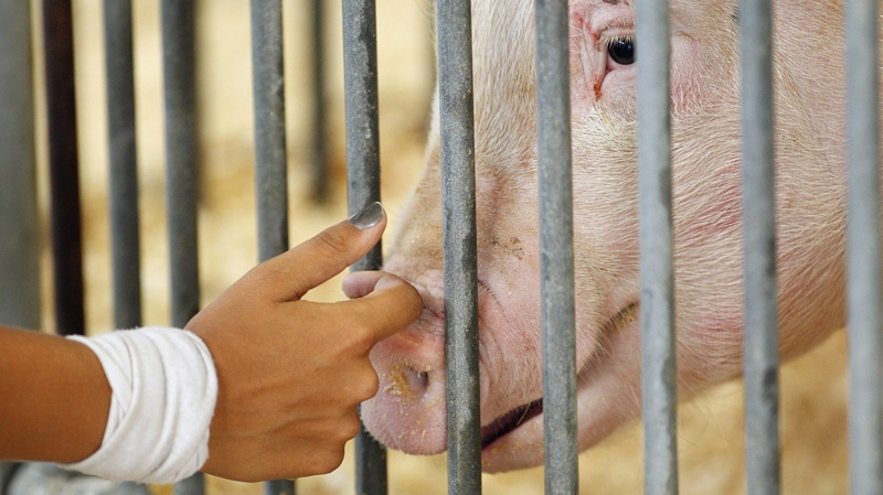 A participant checks on her pig at the Ohio State Fair, in Columbus on Aug. 1, 2012.