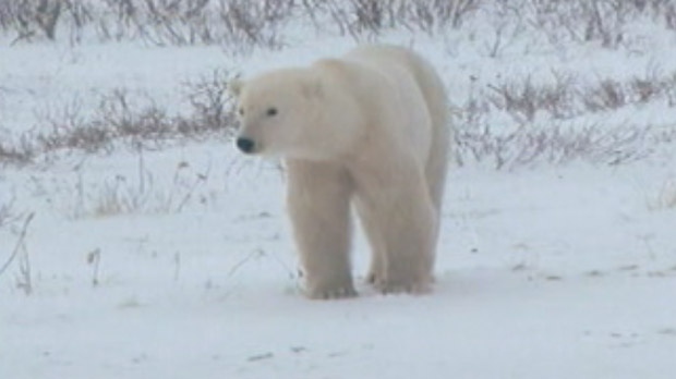 Polar bear file image