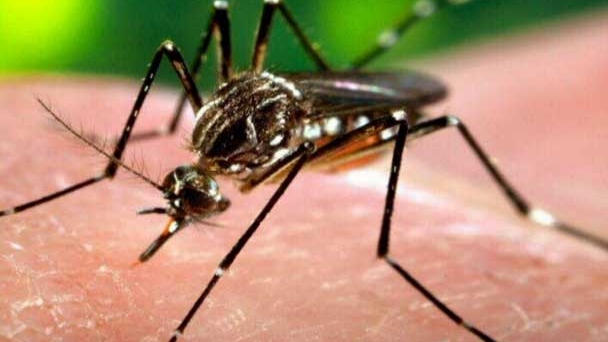 West Nile virus is a mosquito borne illness that can cause West Nile Non-Neurological syndrome.