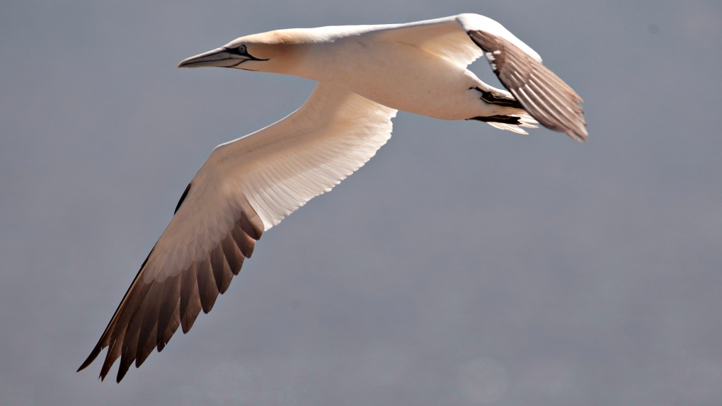 gannet, nesting grounds, bonaventure island