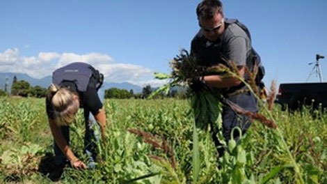 Chilliwack, B.C., Mounties have busted what they say is the largest opium poppy field ever found in Canada. (Handout)