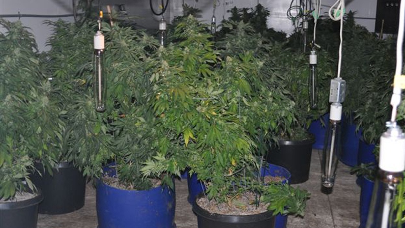Police seized 100 marijuana plants from a Mission, B.C. grow-op on Tuesday, August 21, 2012. (Handout)