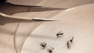 Mosquitos are sorted at the Dallas County mosquito lab in Dallas on  Aug. 16, 2012. (AP / LM Otero)