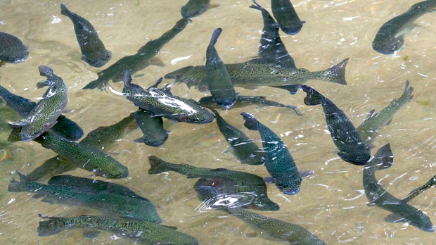 Rainbow trout occupy a pond at Rushing Waters Fisheries in Palmyra, Wis. (AP Photo/Wisconsin State Journal-John Hart)
