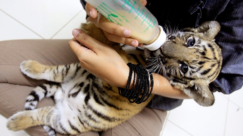 Thai veterinarian Phimchanok Srongmongkul feeds a baby tiger cub that had been drugged and hidden among stuffed toy tigers in the suitcase of a woman flying from Bangkok to Iran, at the Wildlife Health Unit at the Department of National Parks in Bangkok, Thailand on Friday, Aug. 27, 2010. (AP / Sakchai Lalit)