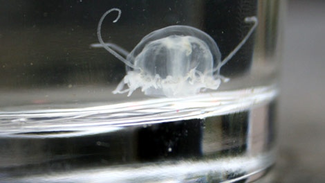Freshwater jellyfish were spotted living in a lake in Whiteshell Provincial Park.