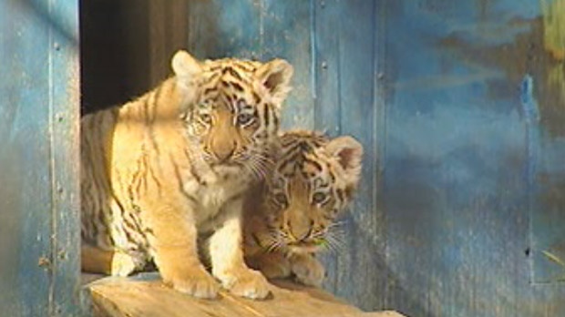 Amur tiger cubs in Winnipeg
