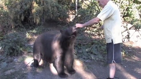 Allen Piche feeds a bear near Christina Lake, B.C., in this personal video image.
