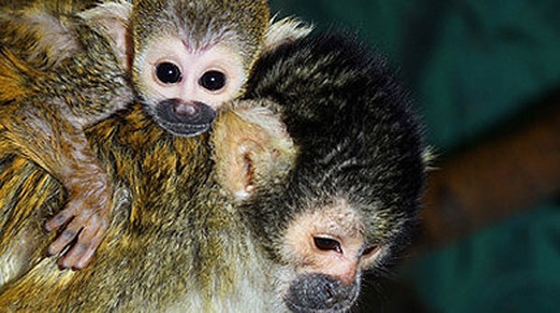 Two squirrel monkeys are pictured in this file photo. 
