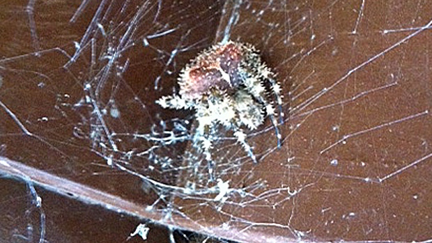 Jewel or cat face spider