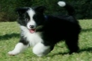 The dog, a border collie cross similar to the one seen in this image, was bought a Toronto flea market.