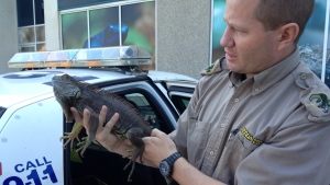 A Reptilia employee holds a lizard that was discovered at the Albion shopping centre in Etobicoke on Sept. 3, 2012. (Tom Podolec / CTV Toronto)