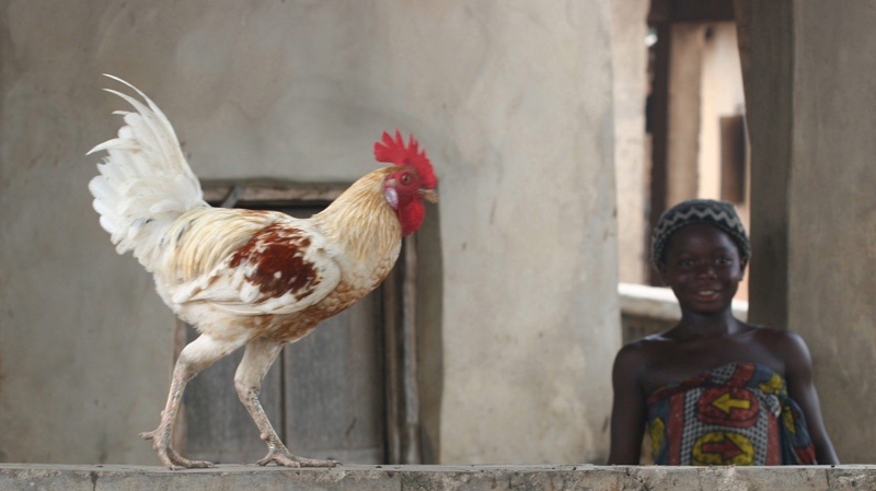 A chicken struts outside a home in Todo village, Nigeria on April 23, 2006.
