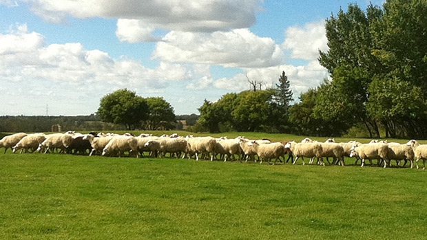 Every year dozens of sheep graze in the middle of Fort Saskatchewan. 