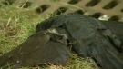 John McConnery said he found the second dead bird in the last month in his yard Sunday, Sept. 2, 2012.