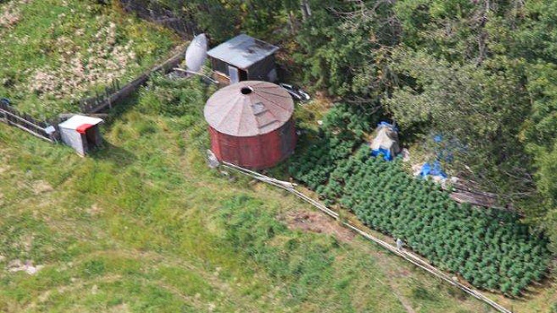 An aerial photo shows an outdoor grow operation. Supplied.