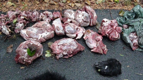 A large amount of discarded animal parts were found Mon. Sept. 2, in the Pacific National Rim Park Reserve on Vancouver Island. (Handout/Parks Canada)