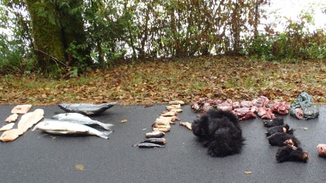 A large amount of discarded animal parts were found Mon. Sept. 2, in the Pacific National Rim Park Reserve on Vancouver Island. (Handout/Parks Canada)