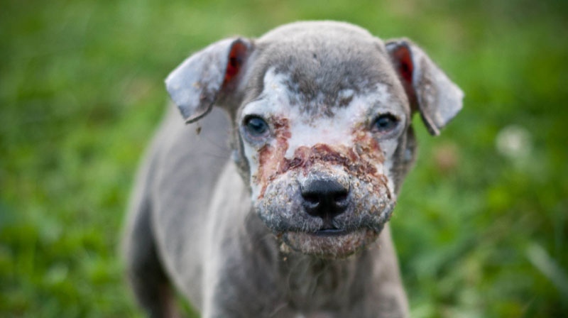 A six-week-old puppy was found with severe rope burns around her muzzle. 