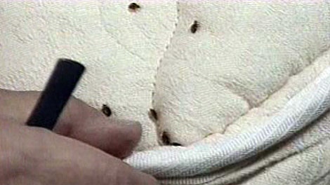 Bedbugs aren't too hard to spot if you know where to look.