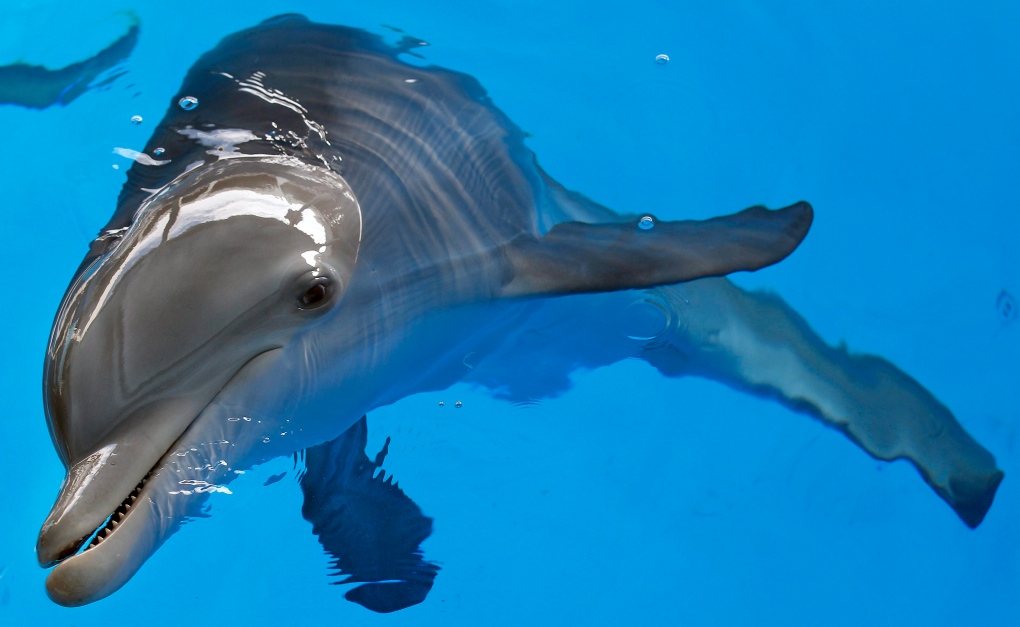 Dolphin swims 