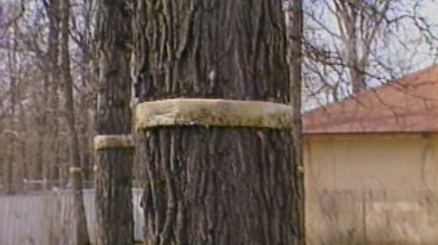 Elm trees can be banded to help protect them.