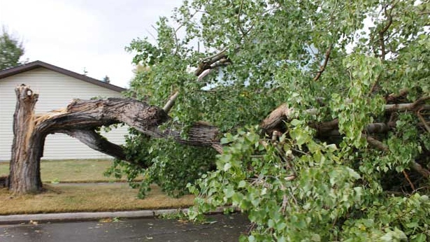 September 10th, 2012 aftermath from wind storm that hit Hanna, Alberta (Photo Courtesy: Kyla Bates) 