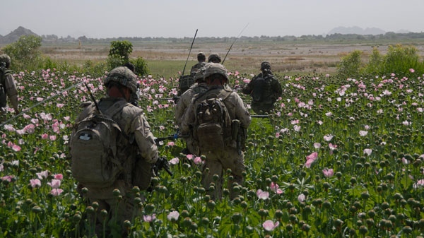 Canadian Soldiers of the Operational Liaison and Mentoring Team, left, and Soldiers of the Afghan National Army walk through a poppy field during an operation in the Panjwayi district, Afghanistan. (Department of National Defence)