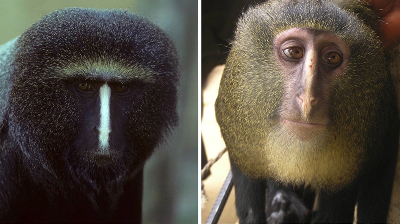 From left, a captive adult male Cercopithecus hamlyni and an adult male Cercopithecus lomamiensis.