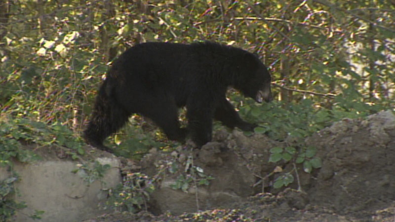 Black bear in Burnaby