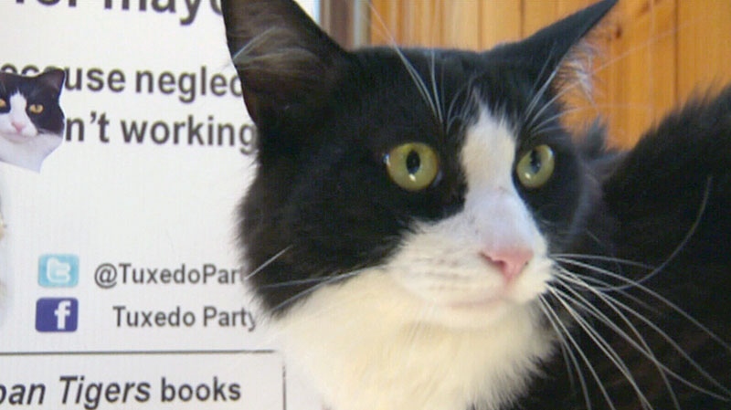 Feline politics: Tuxedo Stan the cat enters Halifax mayoral race 