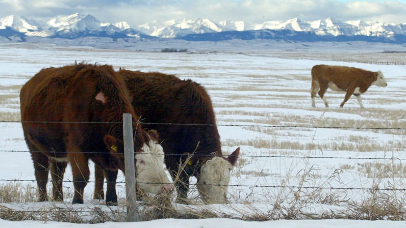 Cows graze in Canada