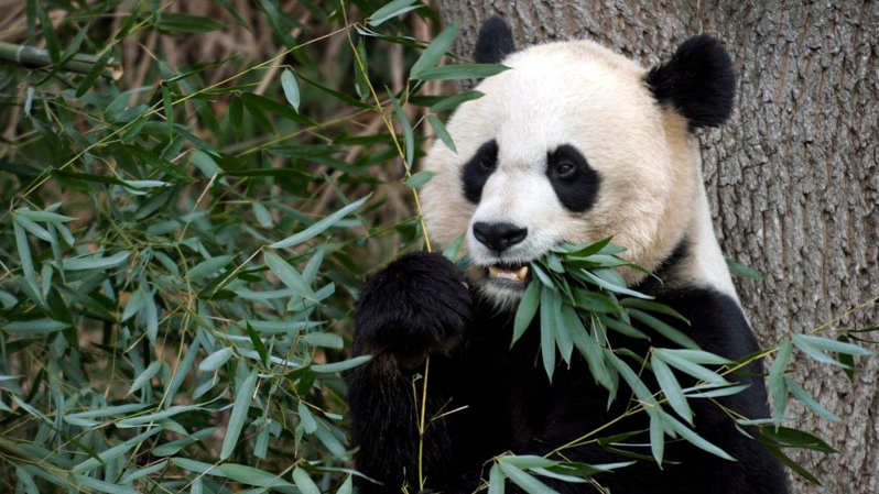 Giant Panda, U.S. National Zoo