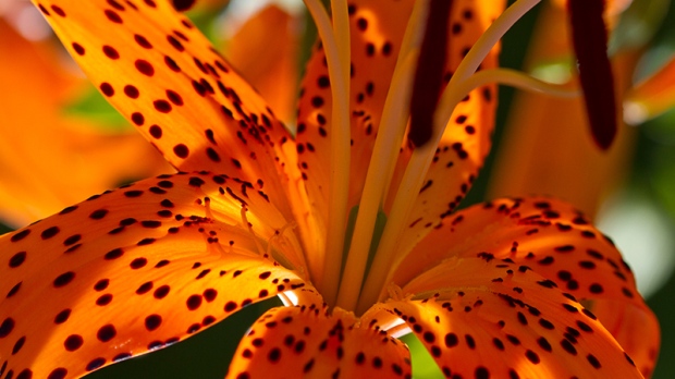  The combination of the orange colour, the distinctive black spots and the brilliance of the sun made for a colourful image of this Tiger Lily in Ormond. (Viewer photo submitted by: Joyce Trask)

