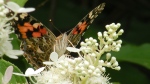 Painted Lady Butterfly (Viewer photo submitted by: Craig Bell )