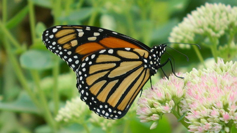 Viewer photos - Monarch Butterfly
