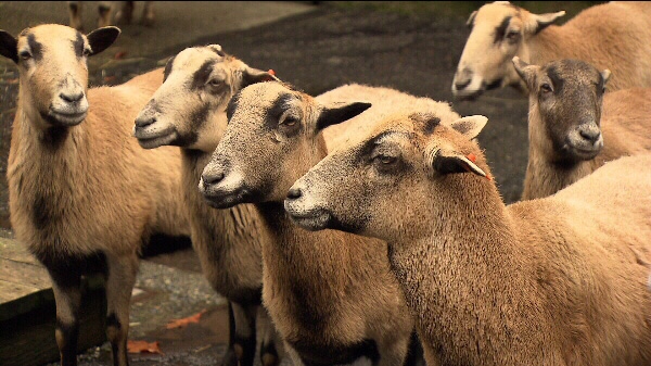 The Vancouver Park Board voted to close the Stanley Park petting zoo on September 20, 2010. (CTV)
