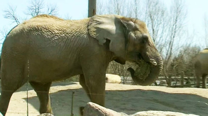 Toronto Zoo elephant