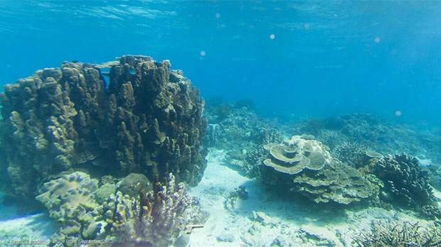 Underwater google Google Ocean