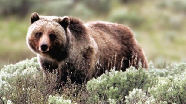 Grizzly Bear, FILE photo