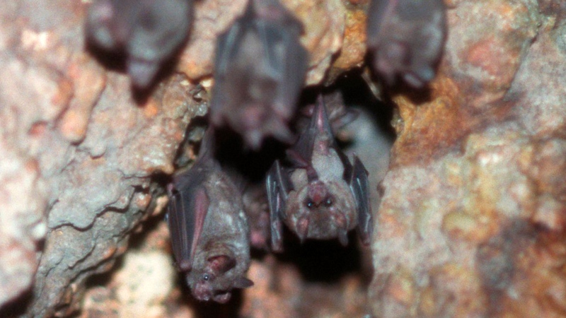 <b>Bats</b><br><br>Congregating in the thousands, northern bat species will spend their winters tucked away in caves where they can maintain a lowered body temperature. Cave choice is crucial for bats, as a cave that is either too warm or too cold may lead to death.<br><br>(Photo: Marylandzoo.org)